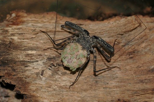 A tailless whip scorpion is the proud mother of several dozen babies.